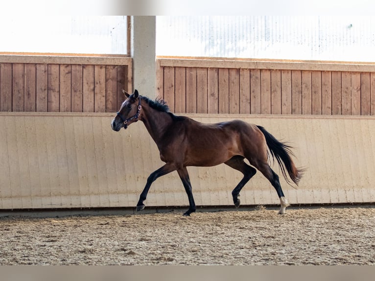 Cheval de sport allemand Jument 3 Ans 163 cm Bai brun in Kraiburg am Inn