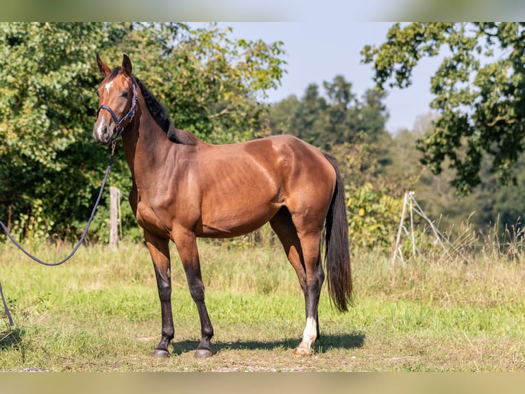 Cheval de sport allemand Jument 3 Ans 163 cm Bai brun in Kraiburg am Inn