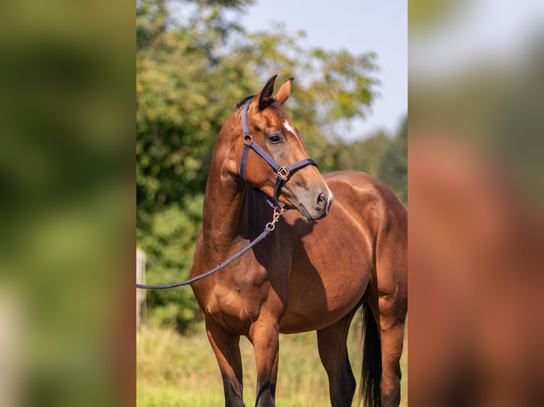 Cheval de sport allemand Jument 3 Ans 163 cm Bai brun in Kraiburg am Inn