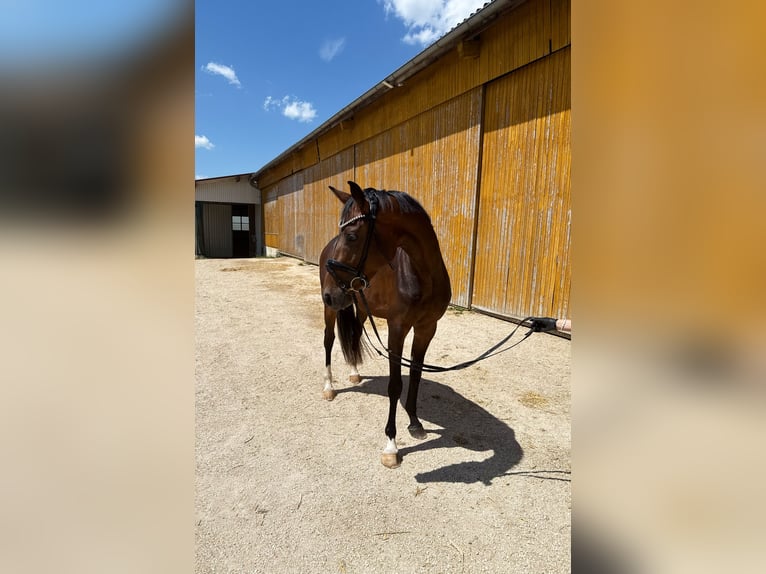 Cheval de sport allemand Jument 3 Ans 163 cm Bai brun foncé in Neresheim