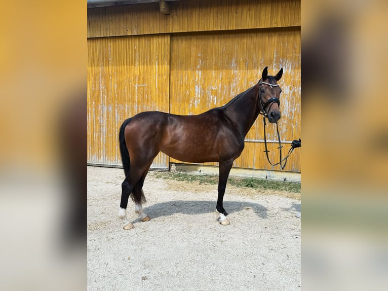 Cheval de sport allemand Jument 3 Ans 163 cm Bai brun foncé in Neresheim