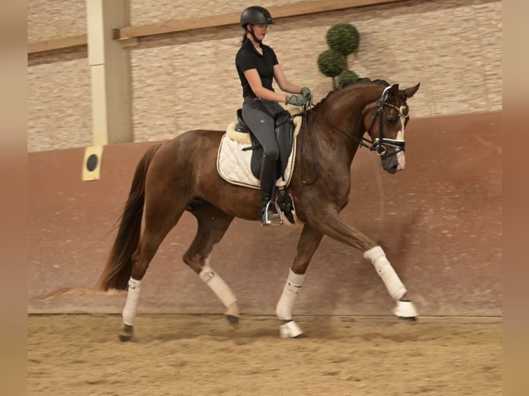 Cheval de sport allemand Jument 3 Ans 163 cm  in Wehringen