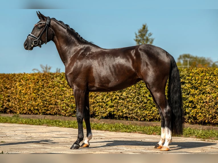 Cheval de sport allemand Jument 3 Ans 163 cm Noir in Gomadingen