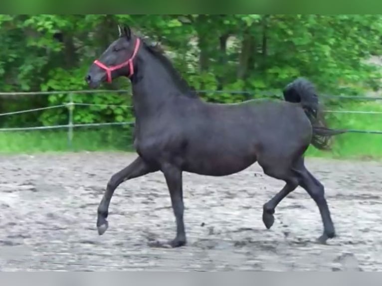 Cheval de sport allemand Jument 3 Ans 163 cm Noir in Dallgow-Döberitz
