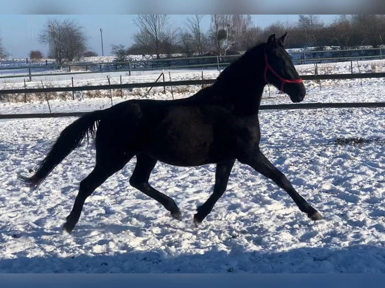 Cheval de sport allemand Jument 3 Ans 163 cm Noir in Dallgow-Döberitz