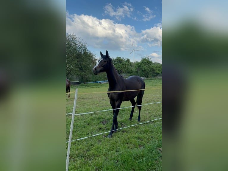 Cheval de sport allemand Jument 3 Ans 163 cm Noir in Zwickau
