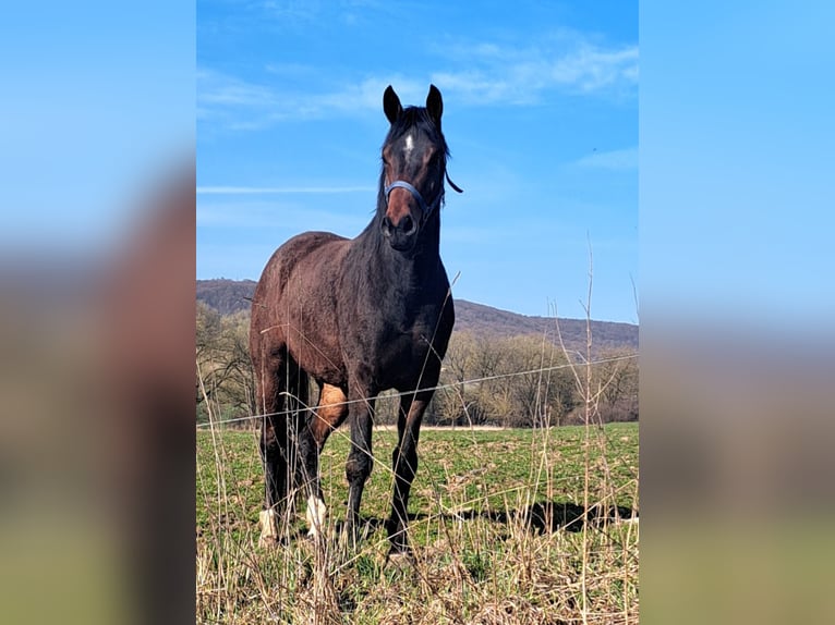 Cheval de sport allemand Jument 3 Ans 164 cm Bai in Schimberg