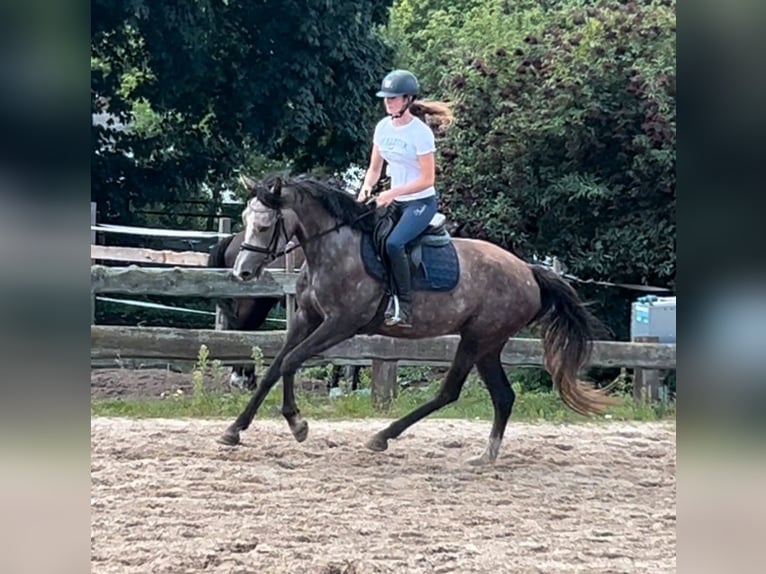 Cheval de sport allemand Jument 3 Ans 164 cm Gris (bai-dun) in Ueckermünde