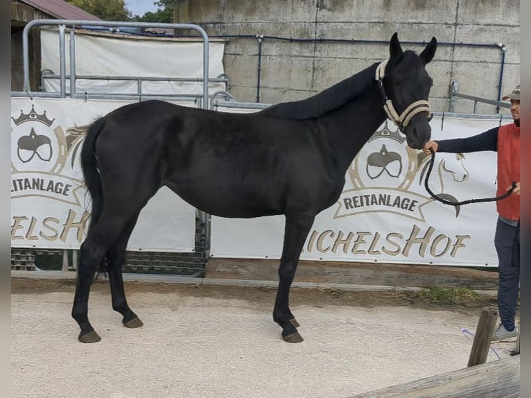 Cheval de sport allemand Jument 3 Ans 164 cm Noir in Bad K&#xF6;nig