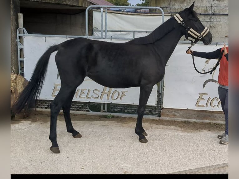 Cheval de sport allemand Jument 3 Ans 164 cm Noir in Bad K&#xF6;nig