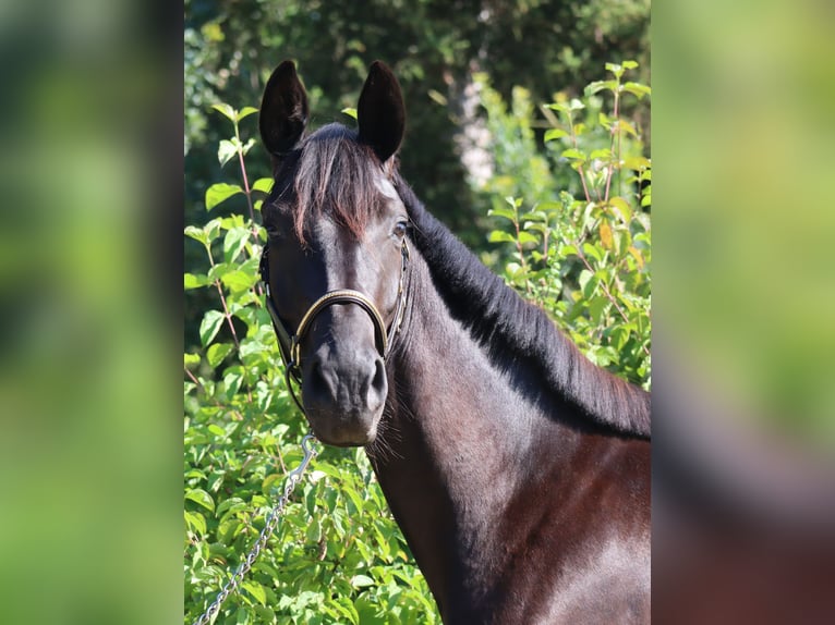 Cheval de sport allemand Jument 3 Ans 164 cm Noir in Bayreuth