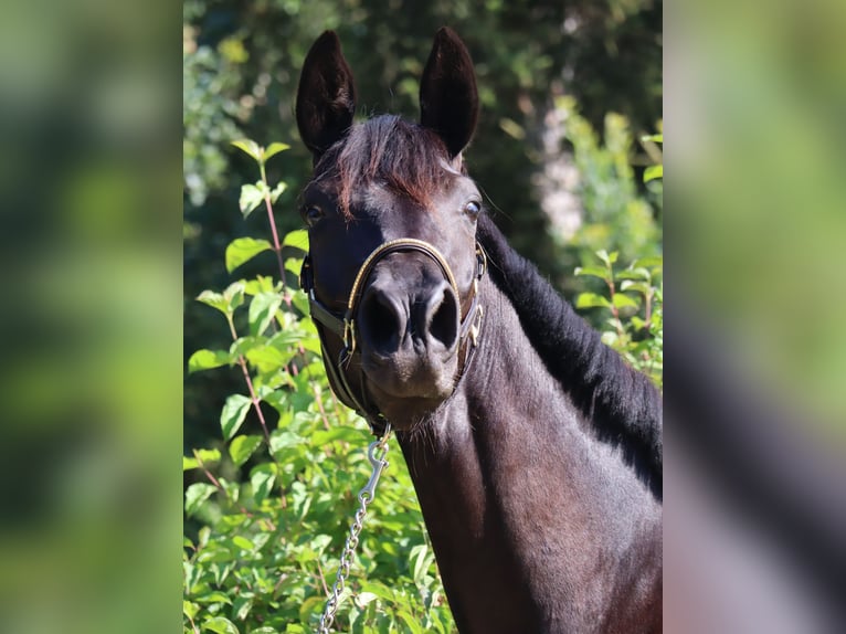 Cheval de sport allemand Jument 3 Ans 164 cm Noir in Bayreuth