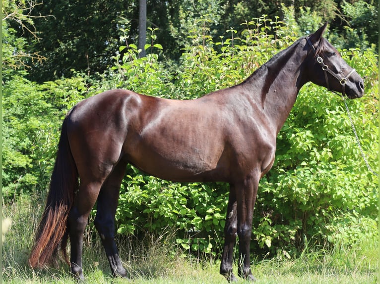 Cheval de sport allemand Jument 3 Ans 164 cm Noir in Bayreuth