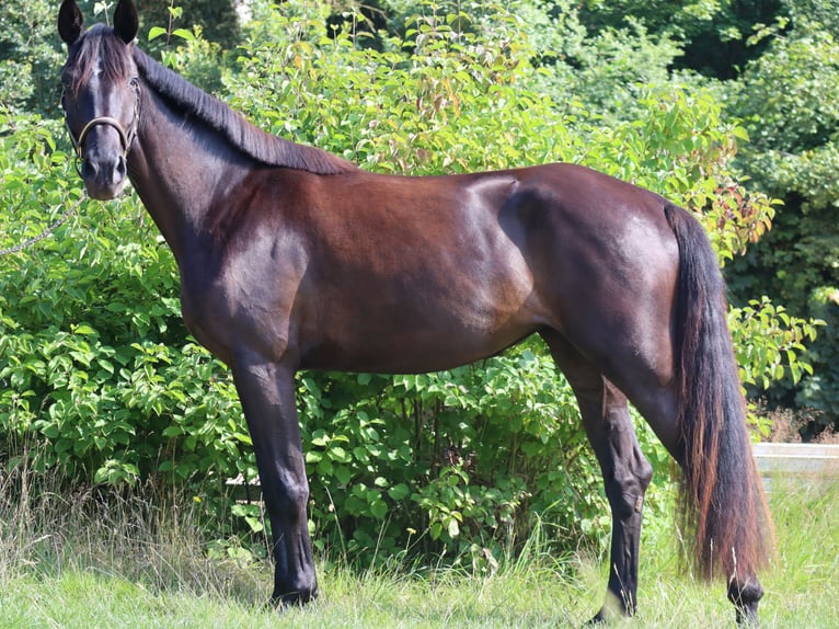 Cheval de sport allemand Jument 3 Ans 164 cm Noir in Bayreuth