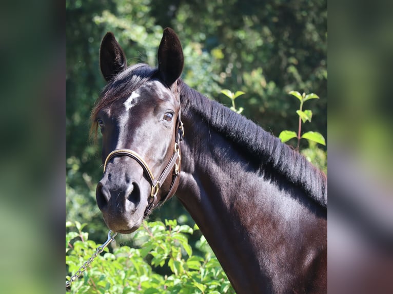 Cheval de sport allemand Jument 3 Ans 164 cm Noir in Bayreuth