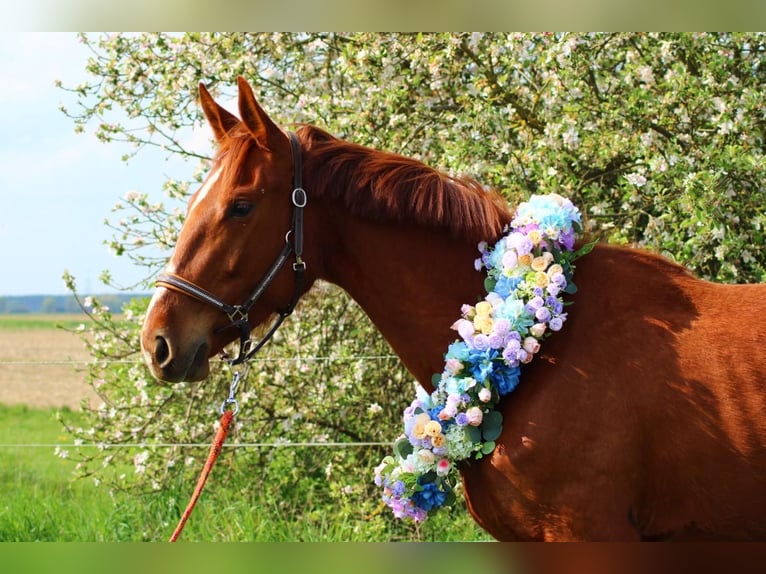 Cheval de sport allemand Jument 3 Ans 165 cm Alezan in Schlagenthin