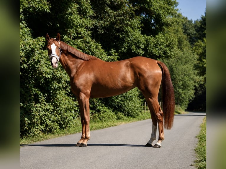 Cheval de sport allemand Jument 3 Ans 165 cm Alezan in Verl