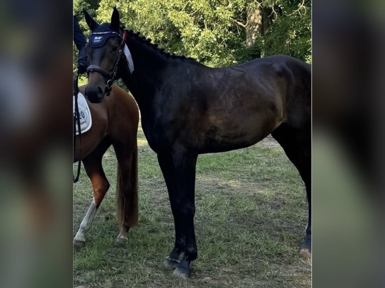 Cheval de sport allemand Jument 3 Ans 165 cm Bai brun in Neubukow