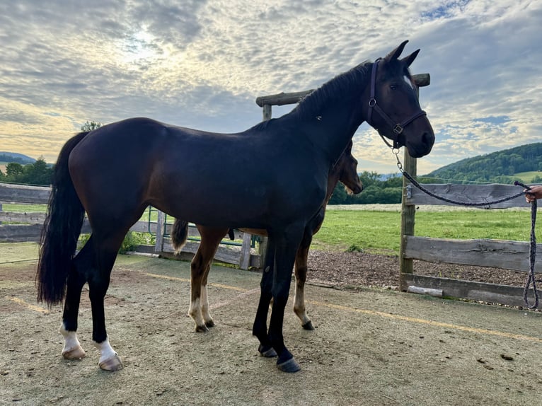 Cheval de sport allemand Jument 3 Ans 165 cm Bai brun in Kaltennordheim