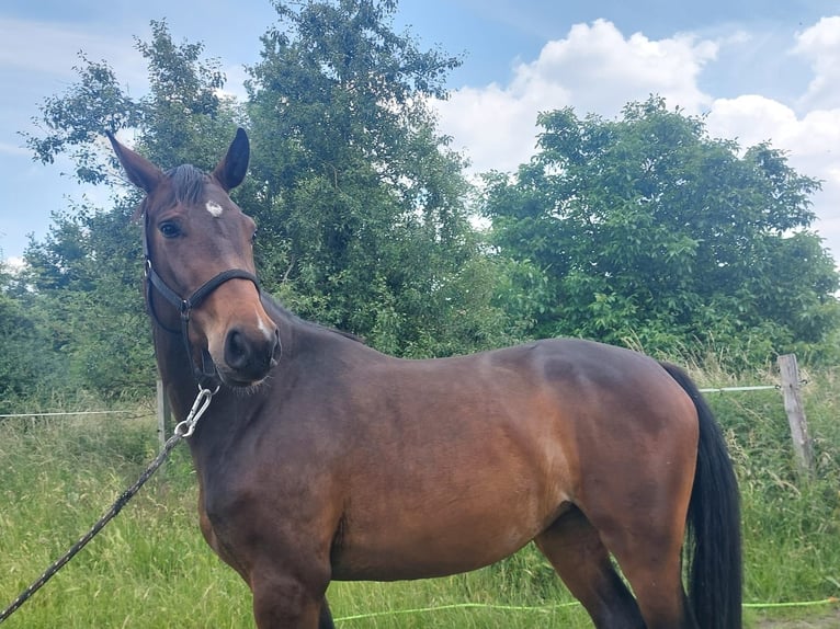 Cheval de sport allemand Jument 3 Ans 165 cm Bai brun in Groß Kreutz