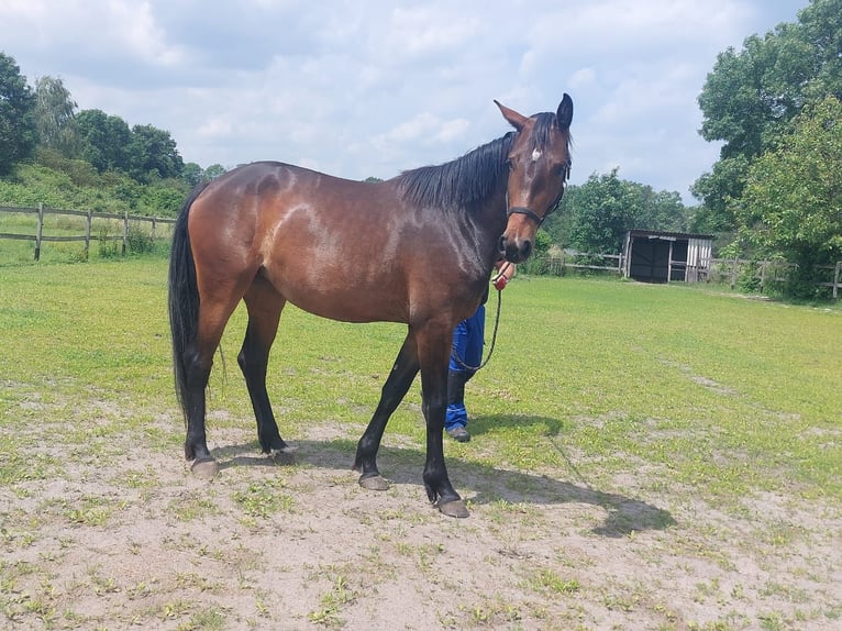 Cheval de sport allemand Jument 3 Ans 165 cm Bai brun in Groß Kreutz