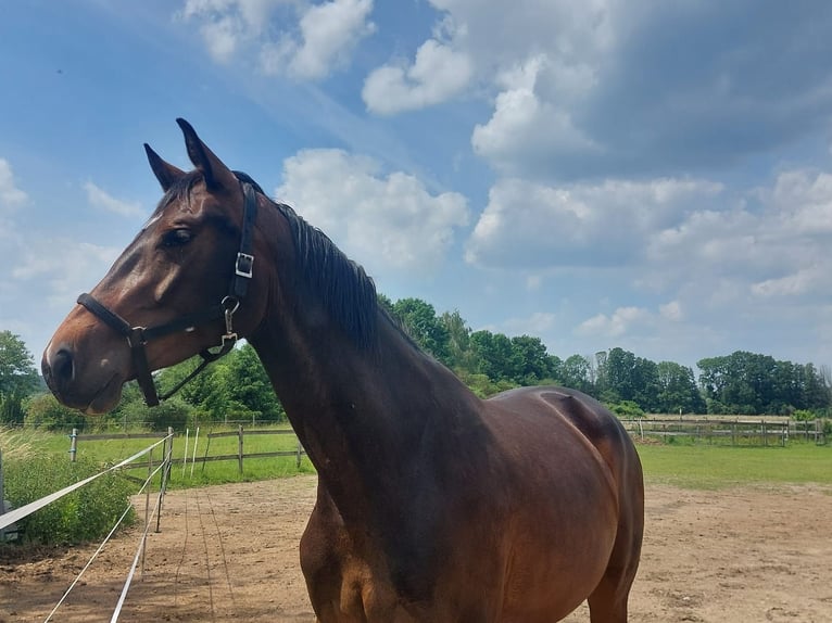 Cheval de sport allemand Jument 3 Ans 165 cm Bai brun in Groß Kreutz