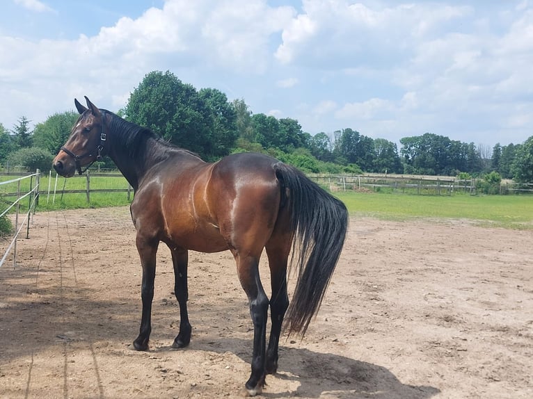 Cheval de sport allemand Jument 3 Ans 165 cm Bai brun in Groß Kreutz