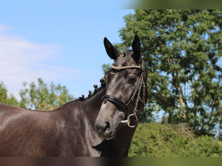 Cheval de sport allemand Jument 3 Ans 165 cm Gris noir in Ro&#xDF;dorf
