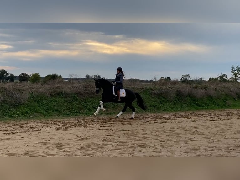 Cheval de sport allemand Jument 3 Ans 165 cm Noir in Rochau