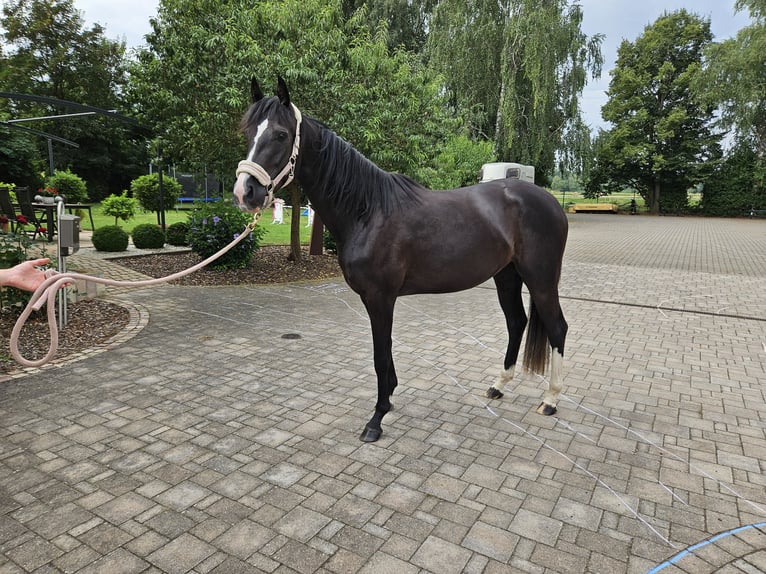 Cheval de sport allemand Jument 3 Ans 165 cm Noir in Zeiskam