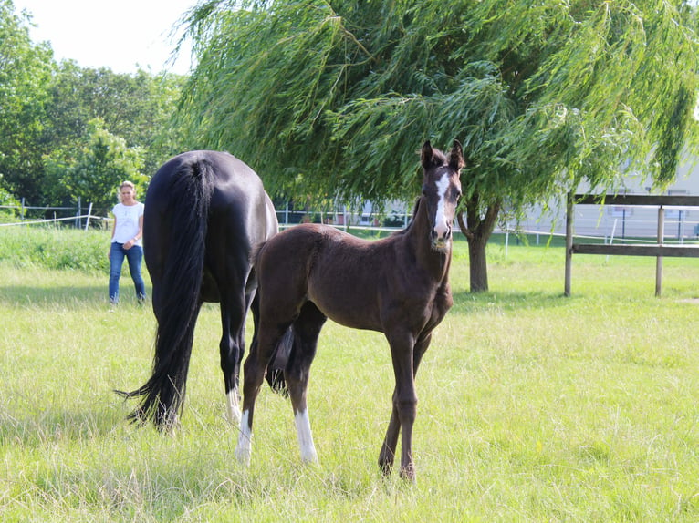 Cheval de sport allemand Jument 3 Ans 165 cm Noir in Zeiskam