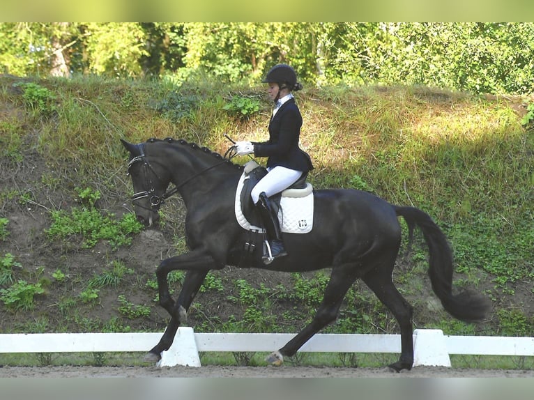 Cheval de sport allemand Jument 3 Ans 165 cm Noir in Rochau