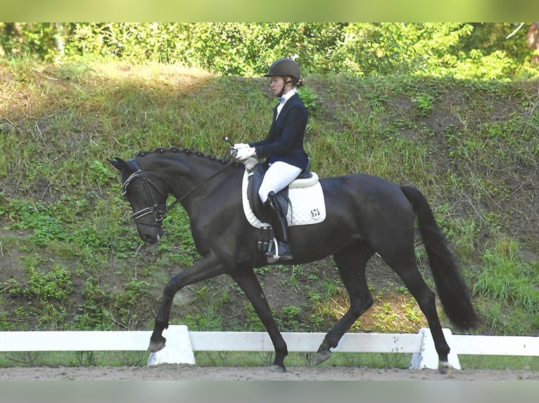 Cheval de sport allemand Jument 3 Ans 165 cm Noir in Rochau