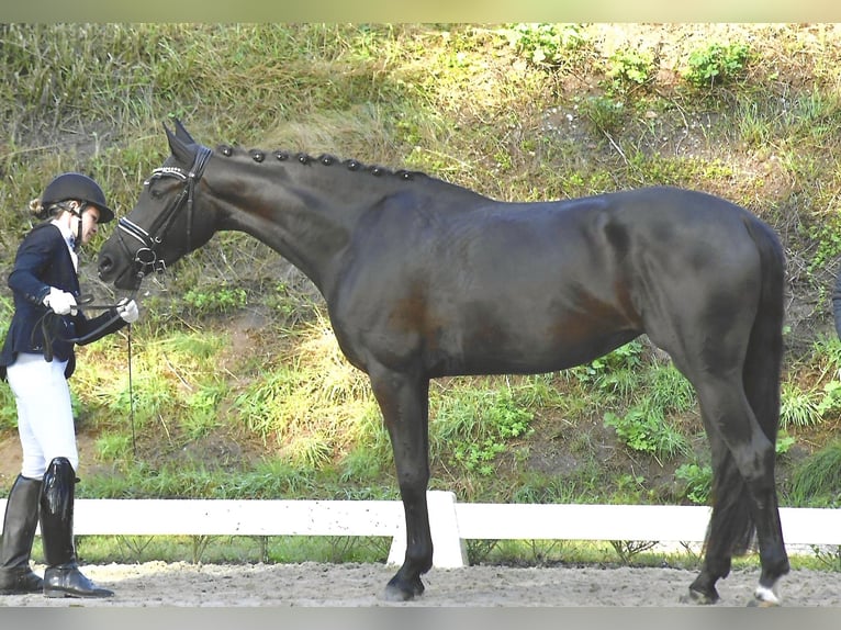 Cheval de sport allemand Jument 3 Ans 165 cm Noir in Rochau