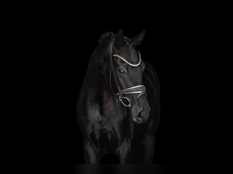 Cheval de sport allemand Jument 3 Ans 165 cm Noir in Wehringen