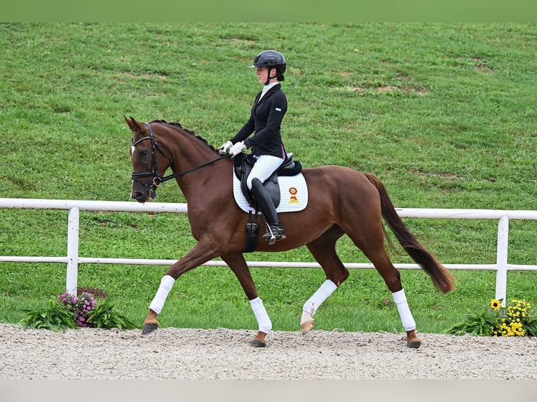 Cheval de sport allemand Jument 3 Ans 166 cm Alezan brûlé in Gomadingen