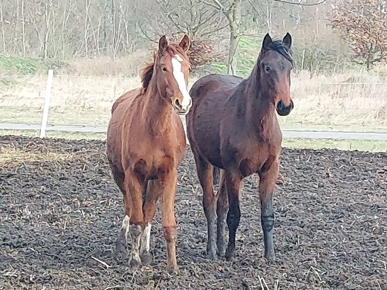 Cheval de sport allemand Jument 3 Ans 166 cm Alezan in Pollitz