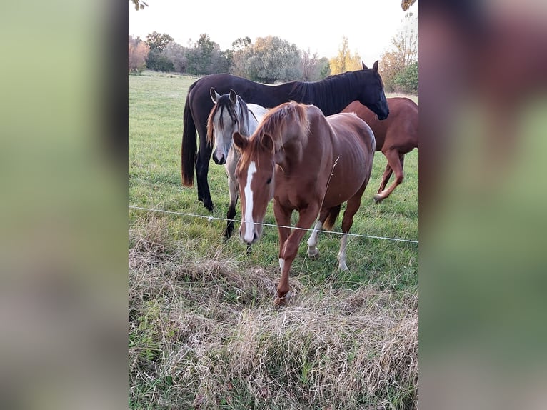 Cheval de sport allemand Jument 3 Ans 166 cm Alezan in Pollitz