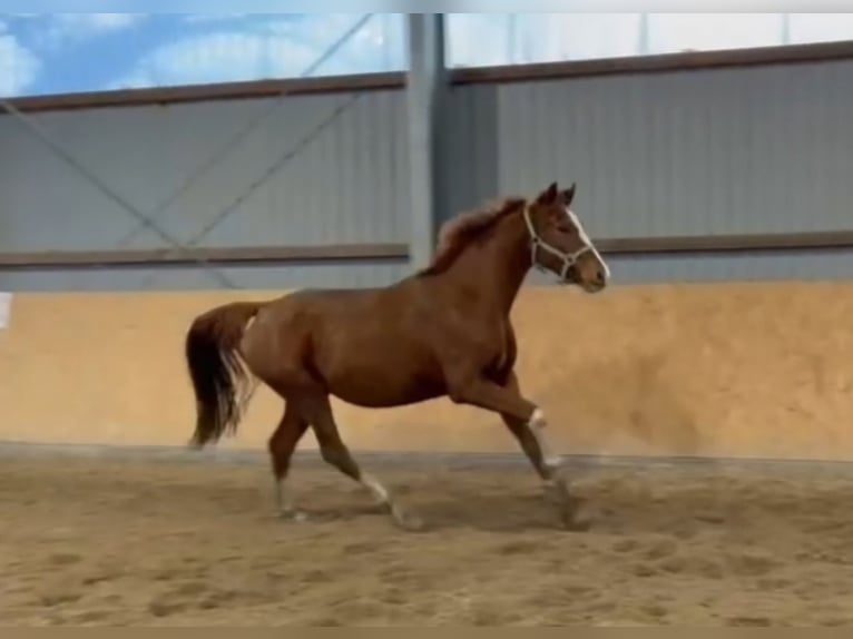Cheval de sport allemand Jument 3 Ans 166 cm Alezan in Pollitz