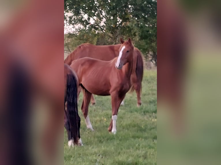 Cheval de sport allemand Jument 3 Ans 166 cm Alezan in Pollitz
