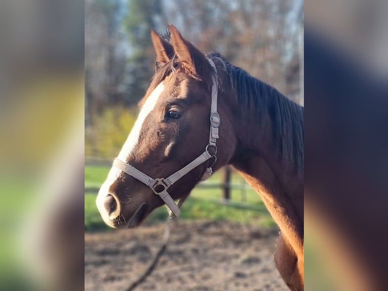 Cheval de sport allemand Jument 3 Ans 166 cm Alezan in Laaber