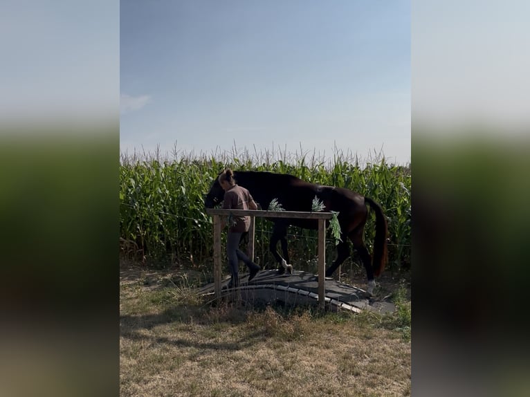 Cheval de sport allemand Jument 3 Ans 166 cm Bai brun in Hanau