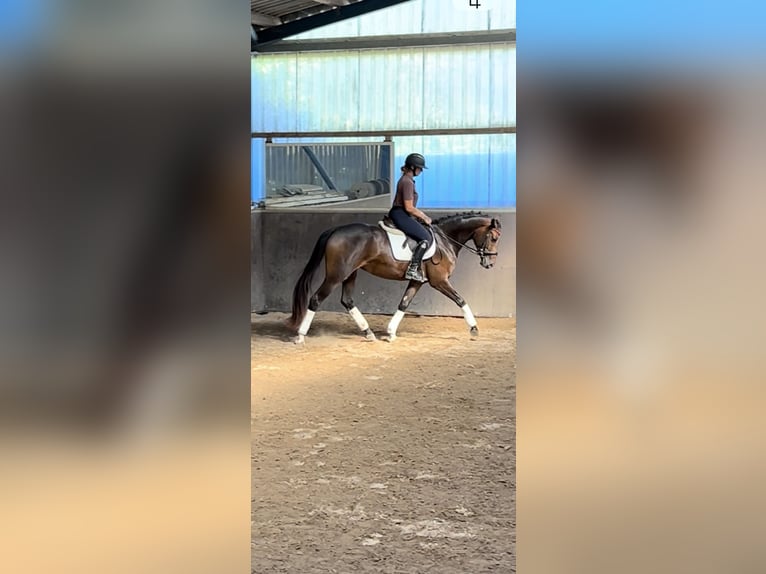 Cheval de sport allemand Jument 3 Ans 166 cm Bai brun in Hanau