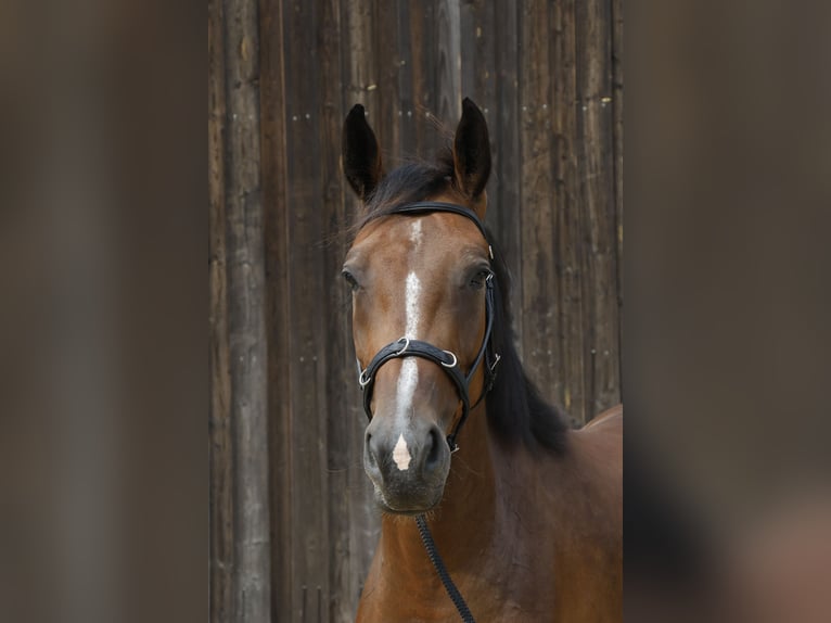 Cheval de sport allemand Jument 3 Ans 166 cm Bai in Müncheberg