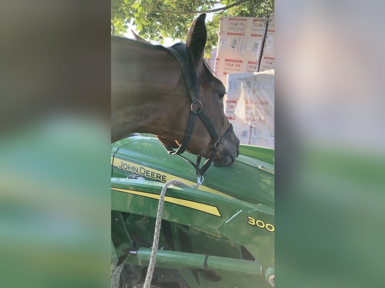 Cheval de sport allemand Jument 3 Ans 166 cm Bai in Müncheberg