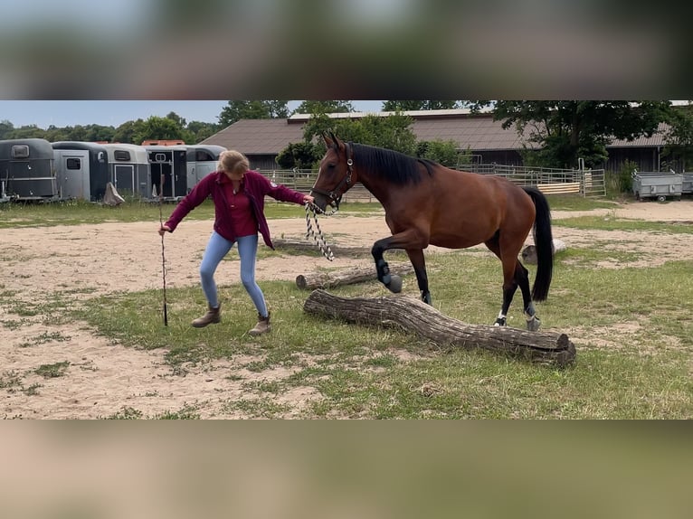 Cheval de sport allemand Jument 3 Ans 166 cm Bai in Müncheberg