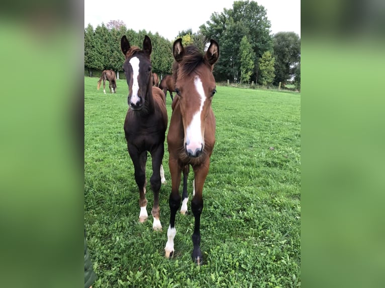 Cheval de sport allemand Jument 3 Ans 166 cm Bai in Neunkirchen