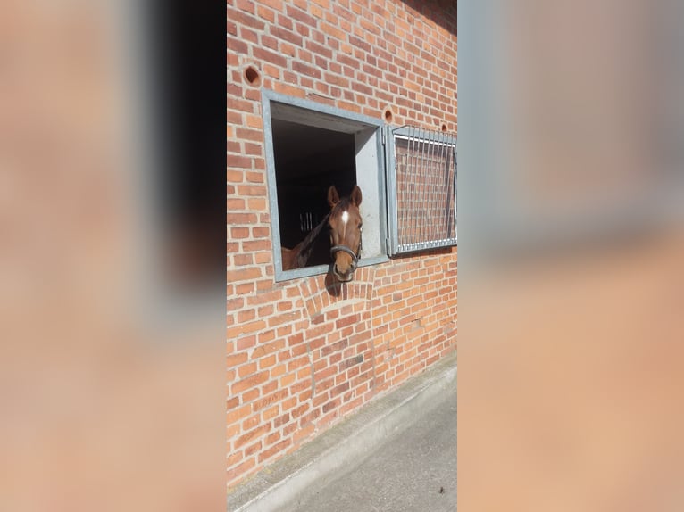 Cheval de sport allemand Jument 3 Ans 167 cm Alezan brûlé in Oelde