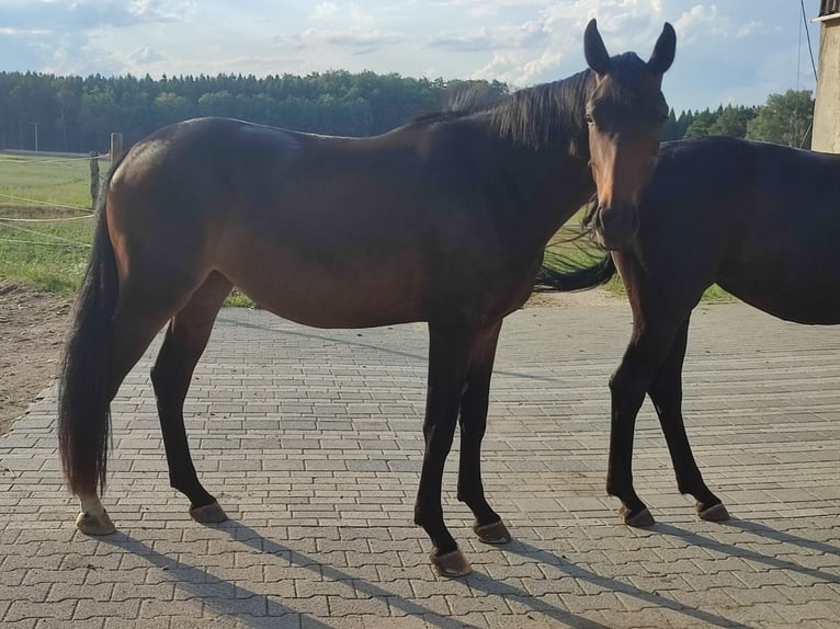 Cheval de sport allemand Jument 3 Ans 167 cm Bai brun in Hohenstein Ödenwaldstetten