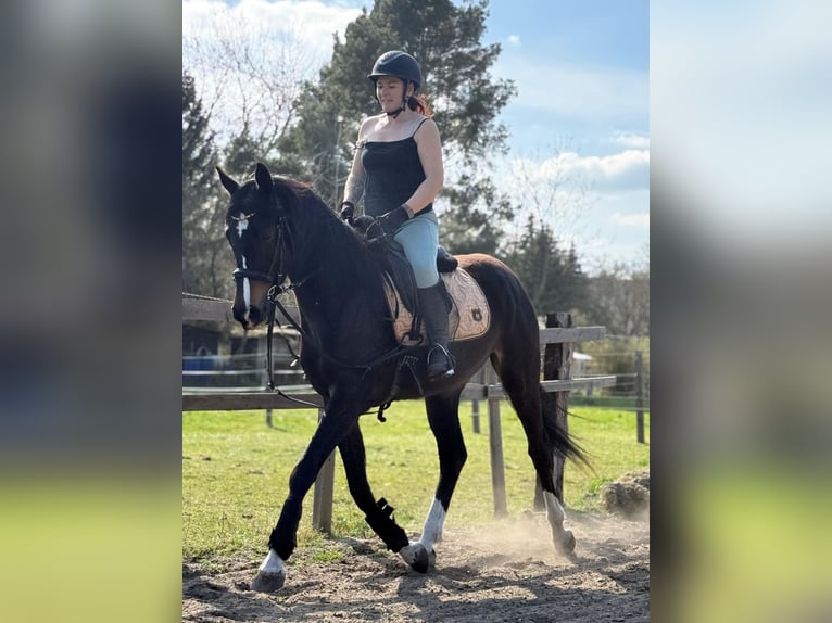 Cheval de sport allemand Jument 3 Ans 167 cm Bai brun foncé in Luckenwalde